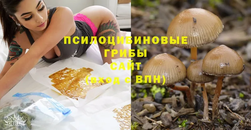 наркошоп  Балахна  Псилоцибиновые грибы Cubensis 